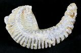 Cretaceous Fossil Oyster (Rastellum) - Madagascar #23613-1